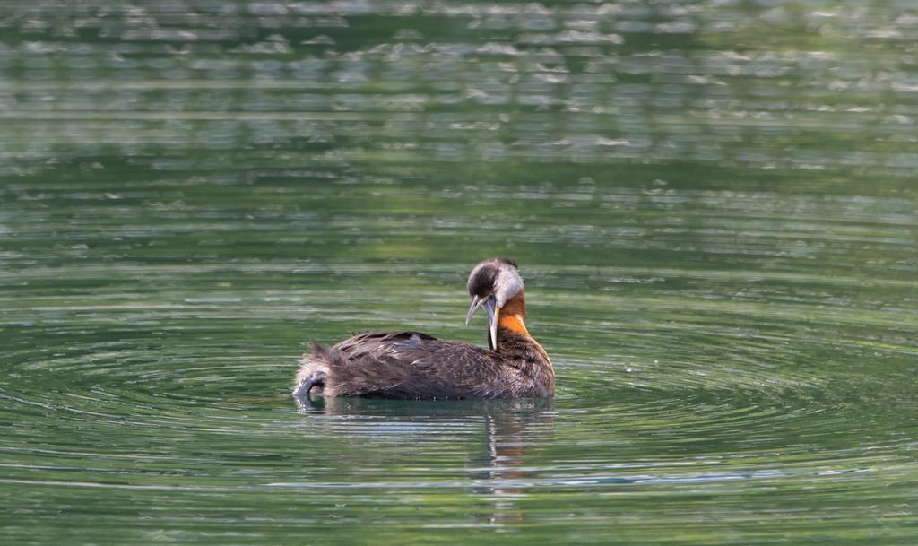 DSC_2799.jpg