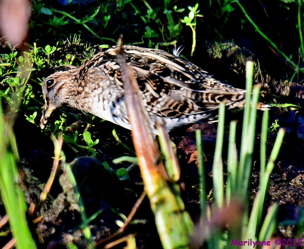 DSC_28-1.JPG