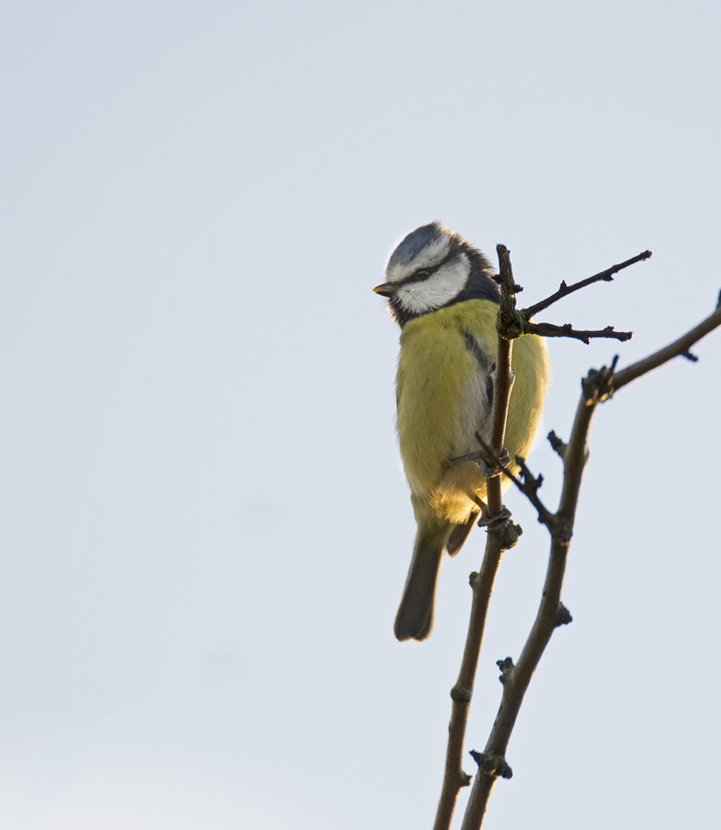 DSC_2803.jpg