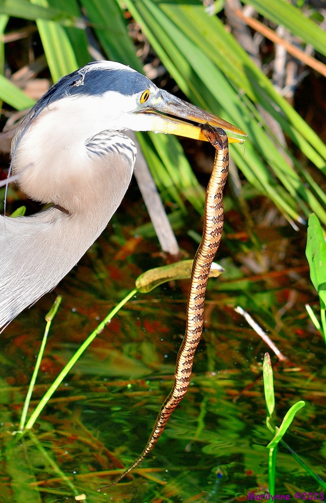 DSC_2803_001.JPG