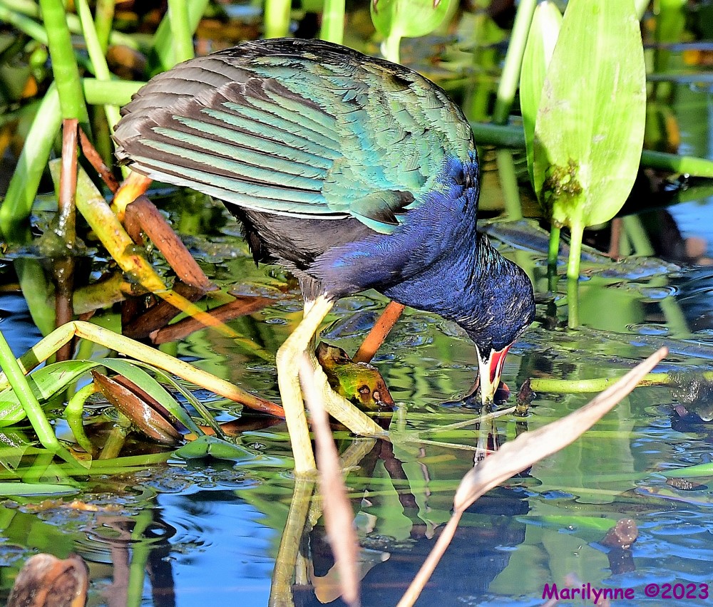 DSC_2805_001.JPG