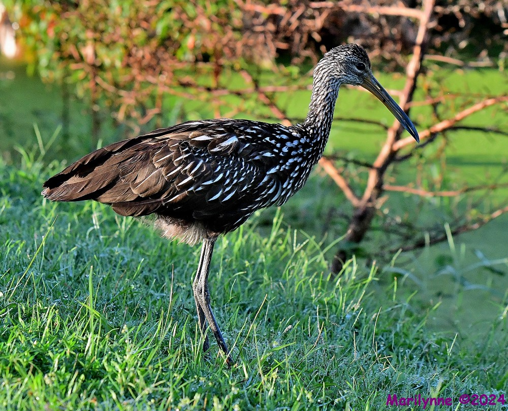 DSC_2806_001.JPG