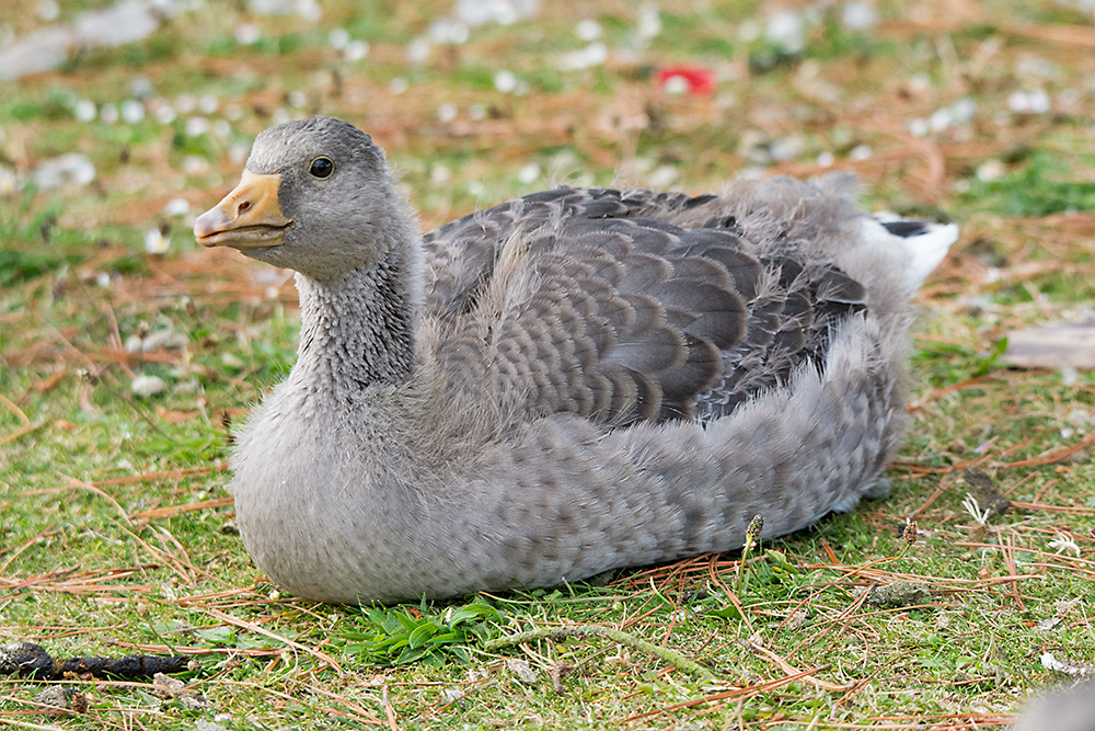 DSC_2807.jpg