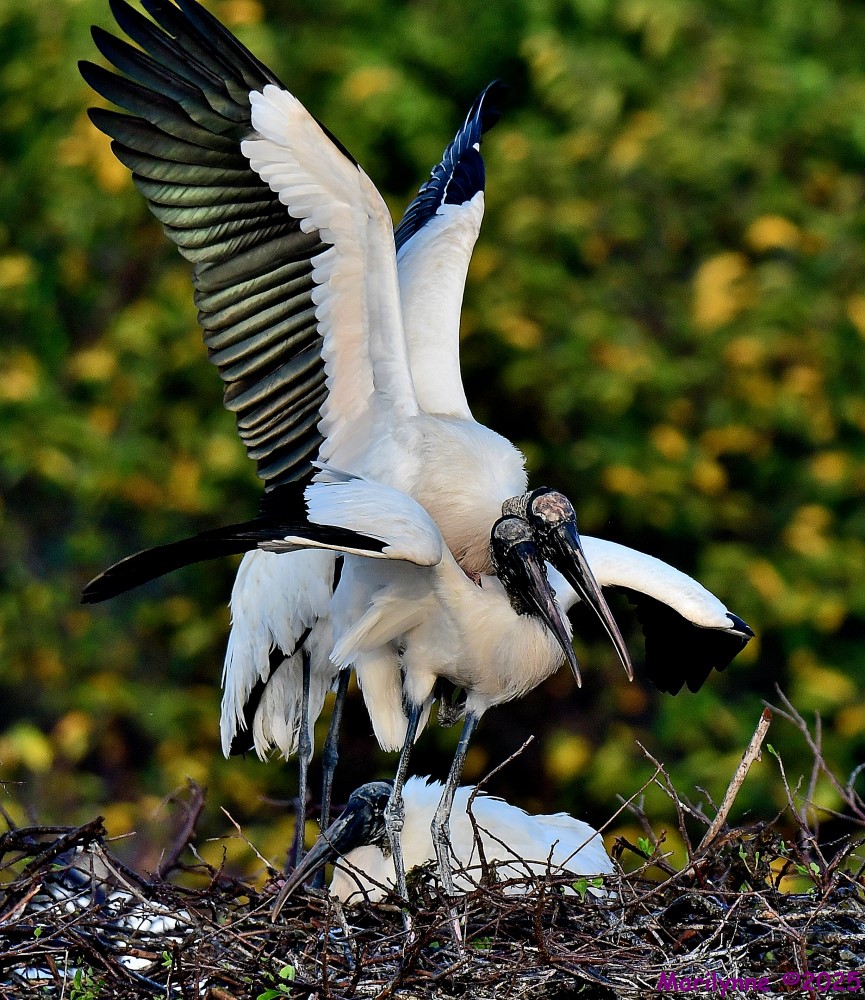 DSC_2810_001.JPG