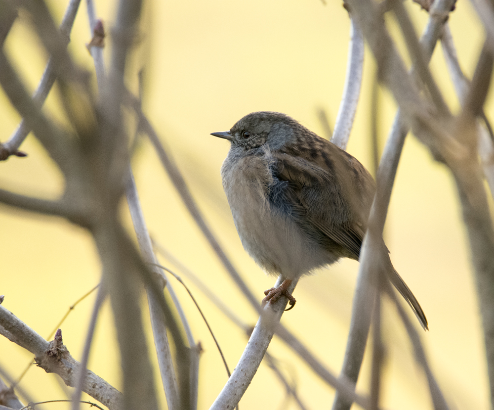 DSC_2811.jpg