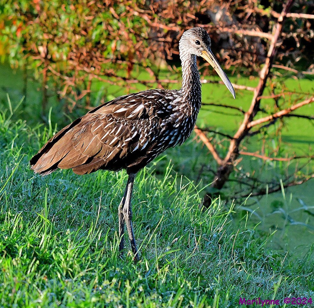 DSC_2811_001.JPG