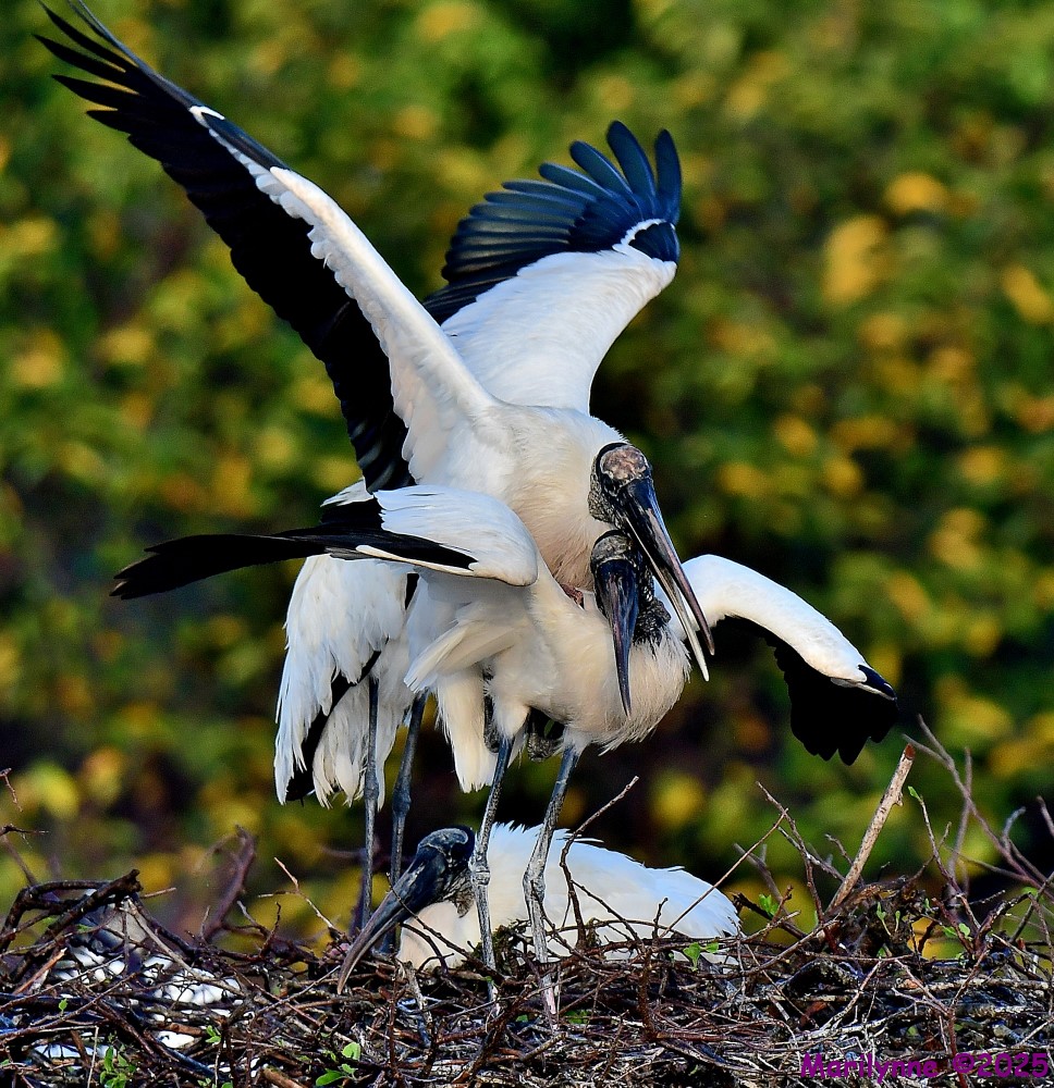 DSC_2811_001.JPG
