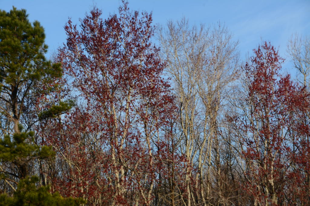 DSC_2815.jpg