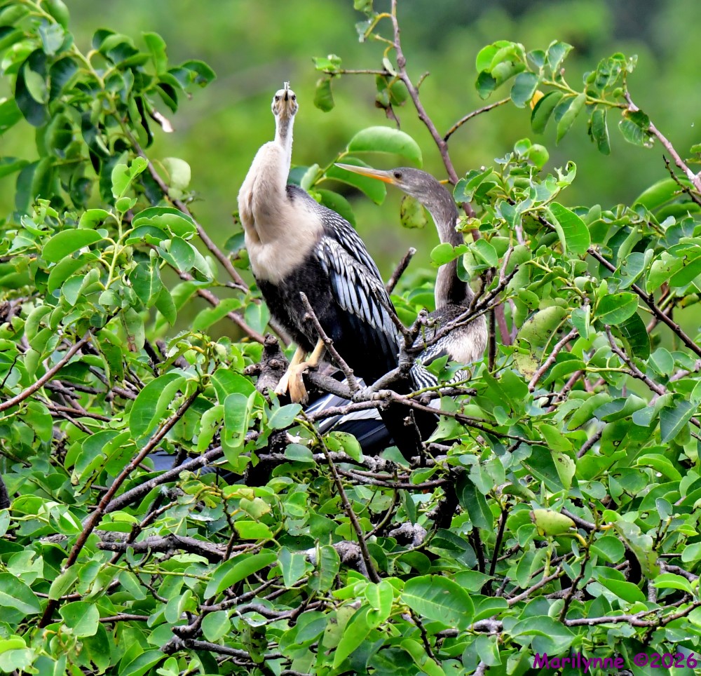 DSC_2815_001.JPG