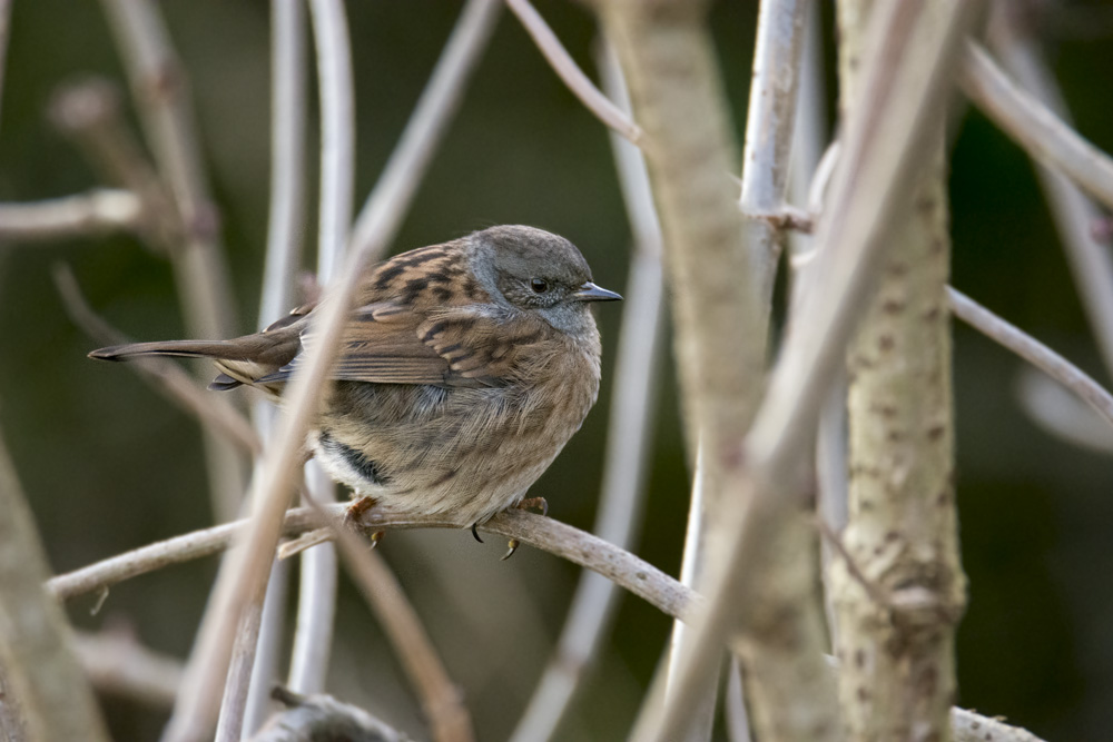 DSC_2816.jpg