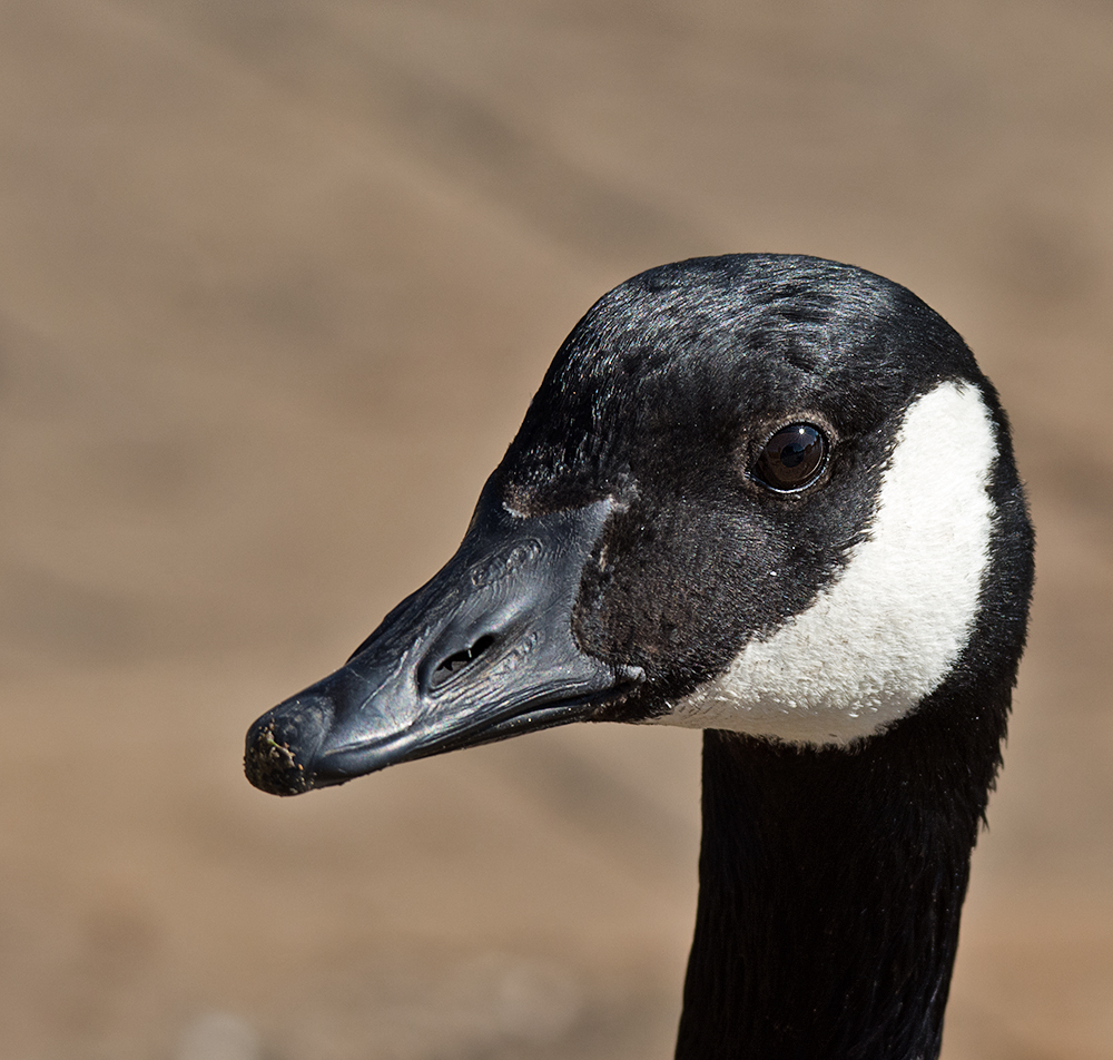 DSC_2817.jpg