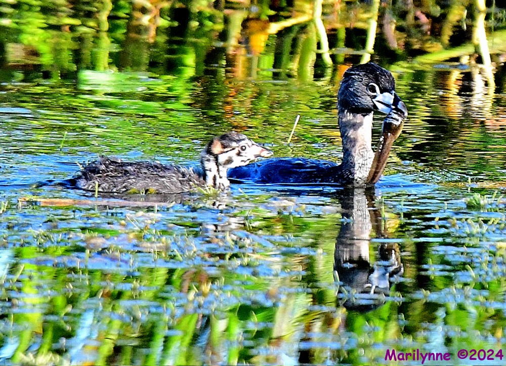 DSC_2817_001.JPG
