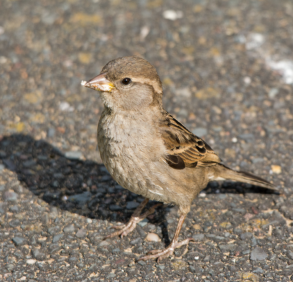 DSC_2821.jpg
