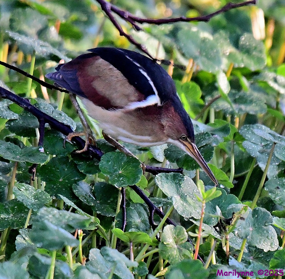 DSC_2821_001.JPG