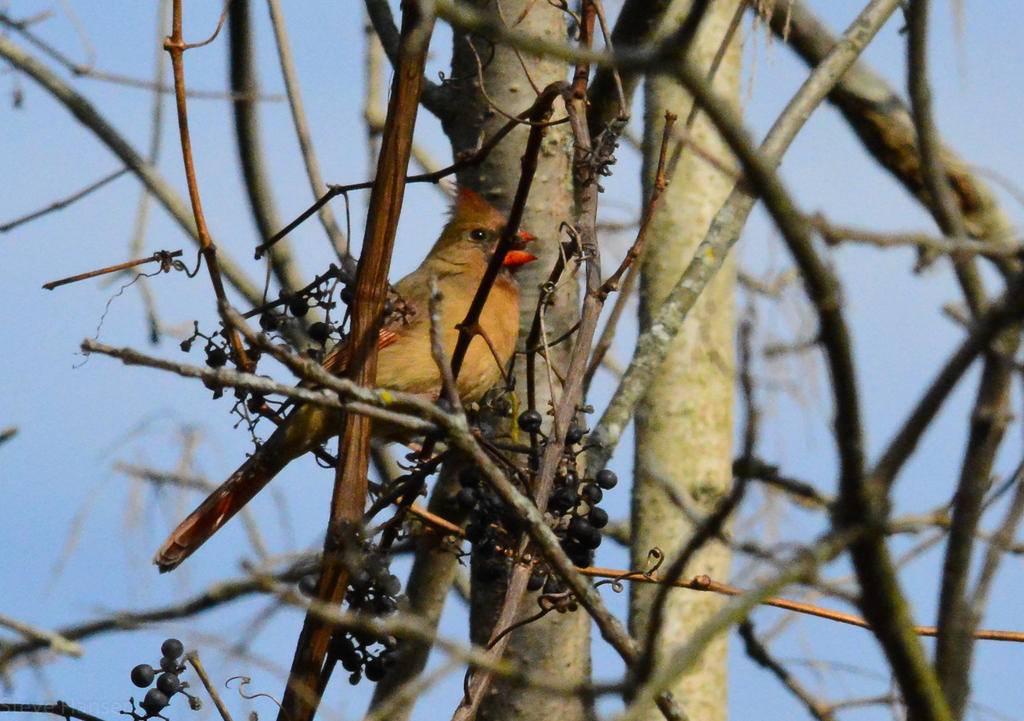 DSC_2823.jpg