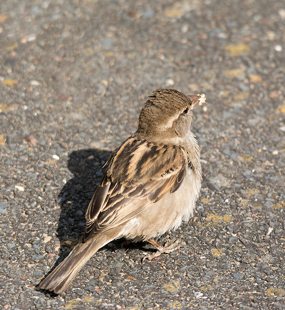 DSC_2824.jpg