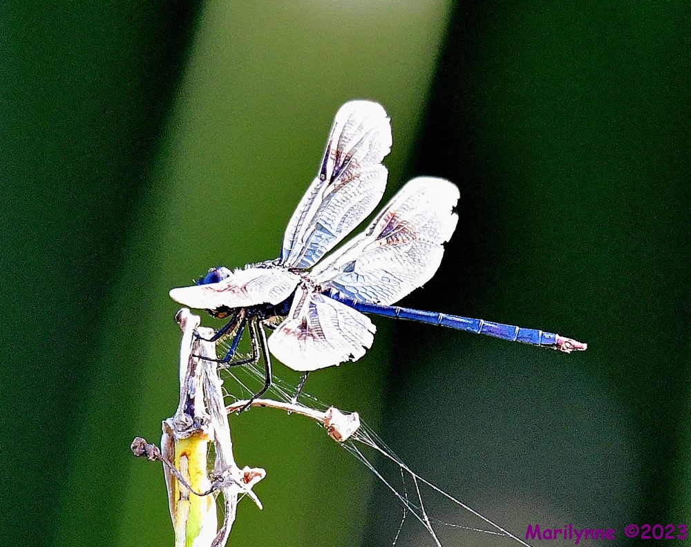 DSC_2824_001.JPG