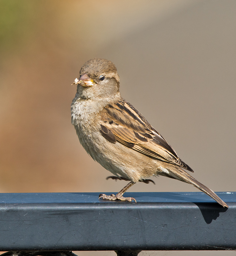 DSC_2825.jpg