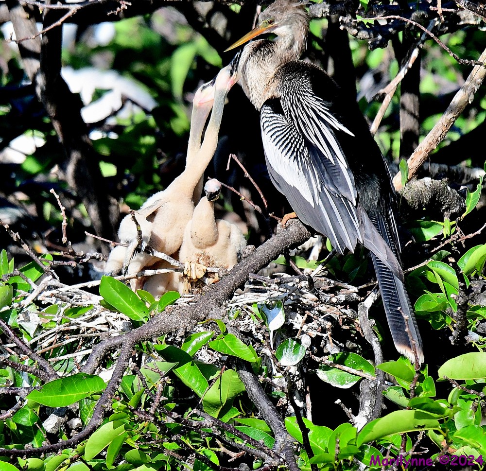 DSC_2825_001.JPG