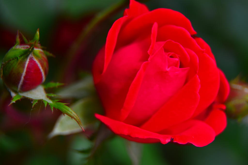 DSC_2826.jpg