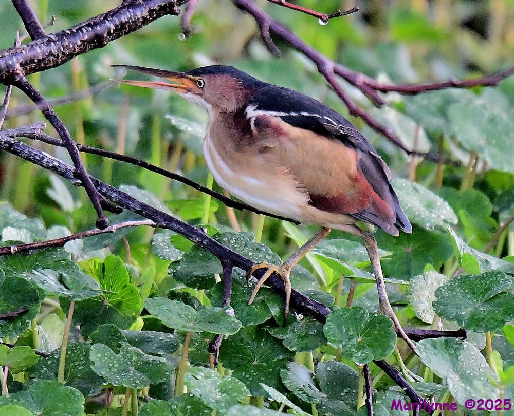 DSC_2826_001.JPG