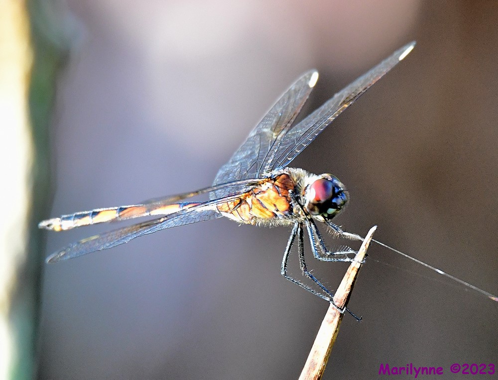 DSC_2828_001.JPG