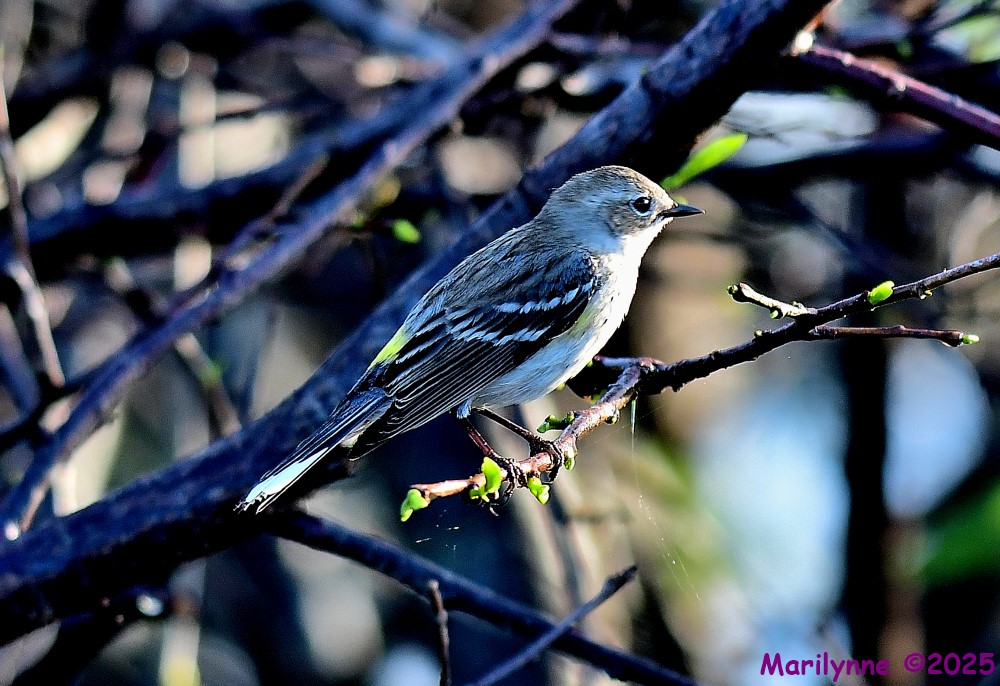 DSC_2828_001.JPG
