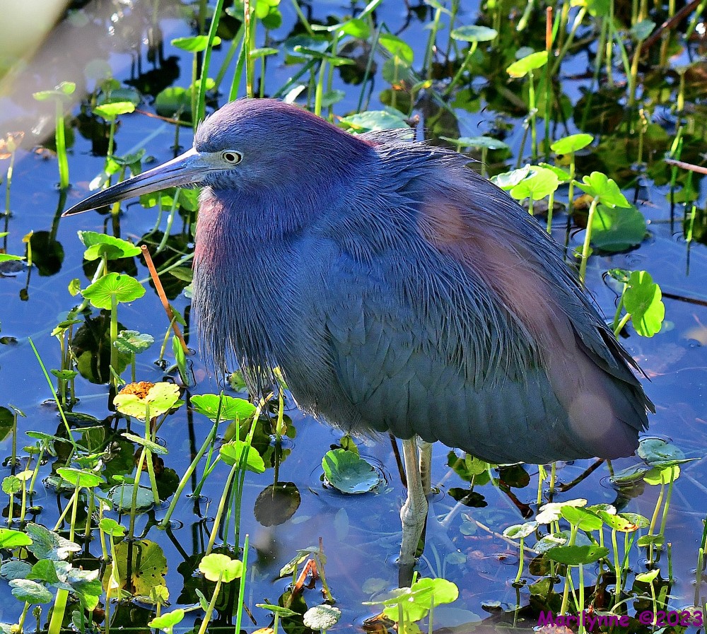 DSC_2830_001.JPG