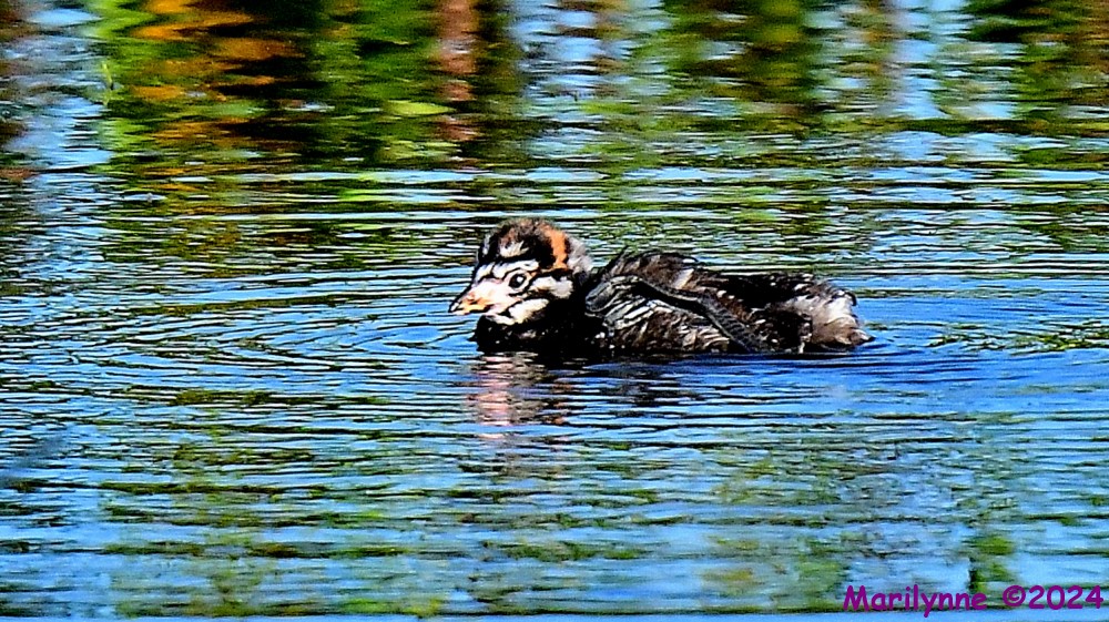 DSC_2830_001.JPG