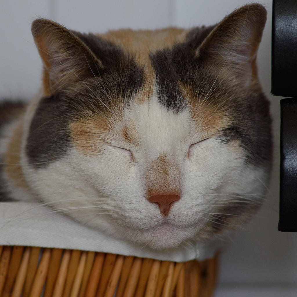 DSC_2833.jpg