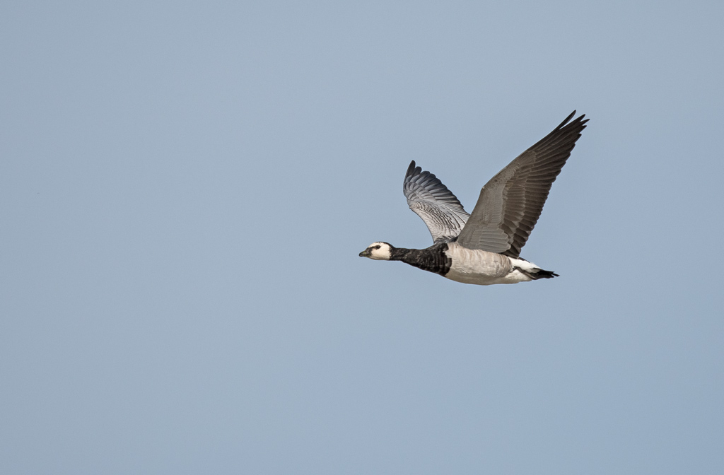 DSC_2833.jpg