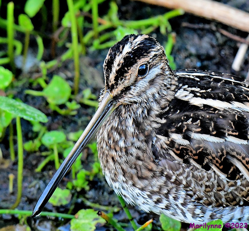 DSC_2833_001.JPG