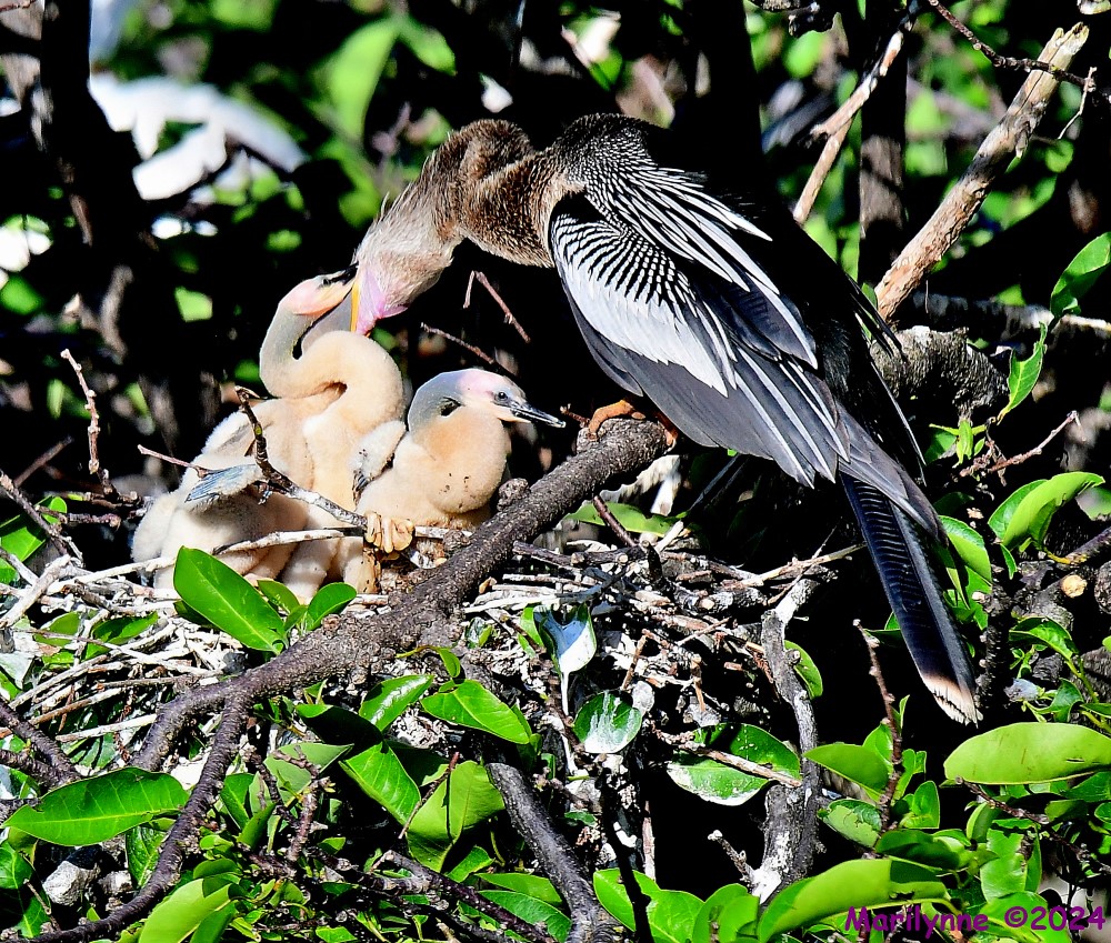 DSC_2833_001.JPG