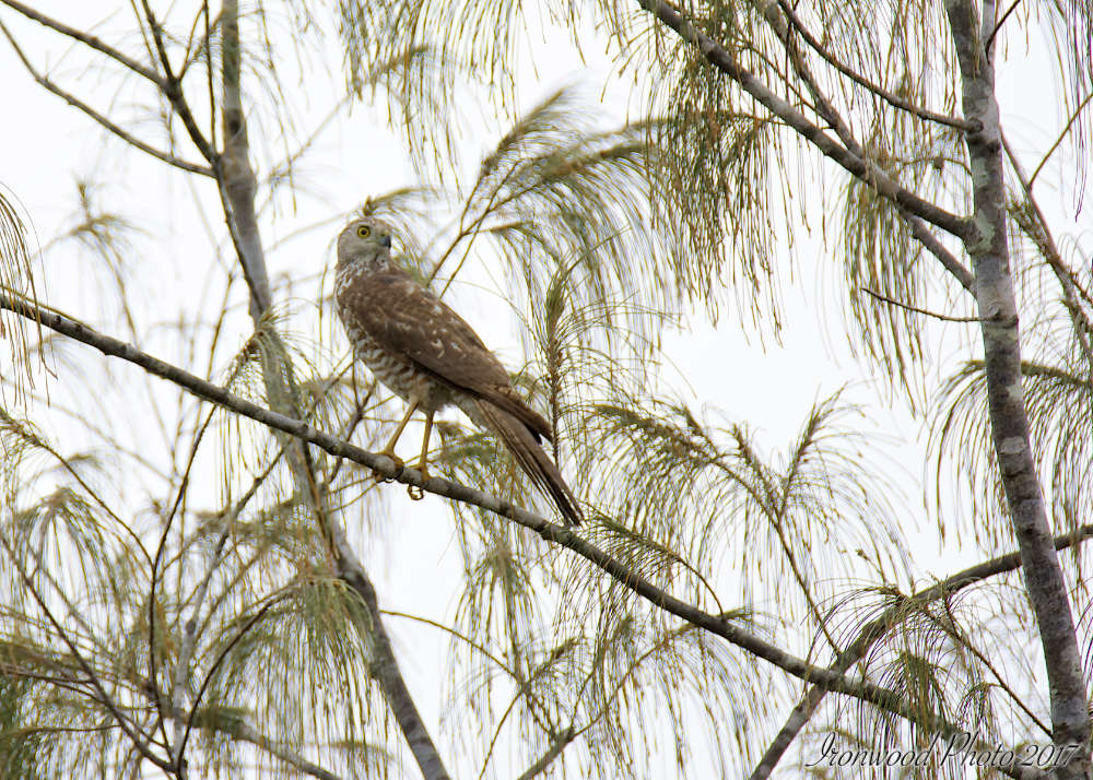 DSC_2835.jpg