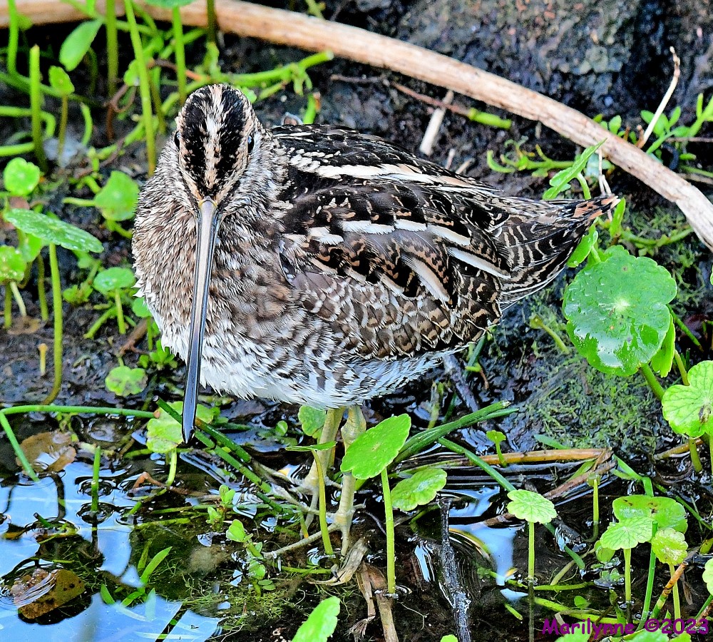DSC_2835_001.JPG
