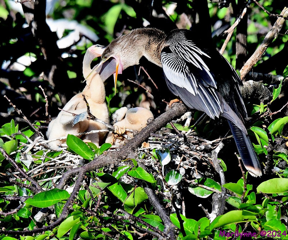 DSC_2837_001.JPG