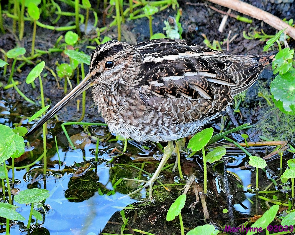 DSC_2838_001.JPG