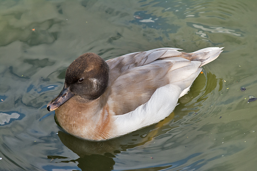 DSC_2839.jpg