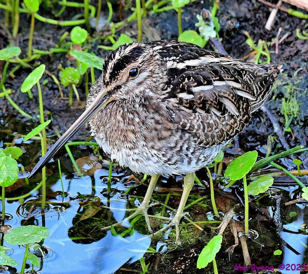 DSC_2840_001.JPG