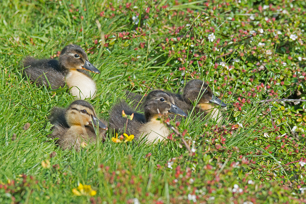DSC_2842.jpg