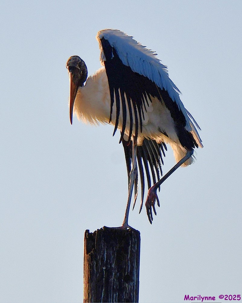 DSC_2842_001.JPG