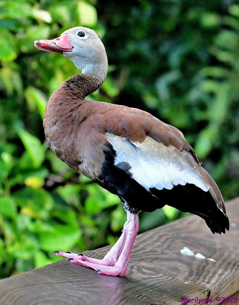 DSC_2842_001.JPG