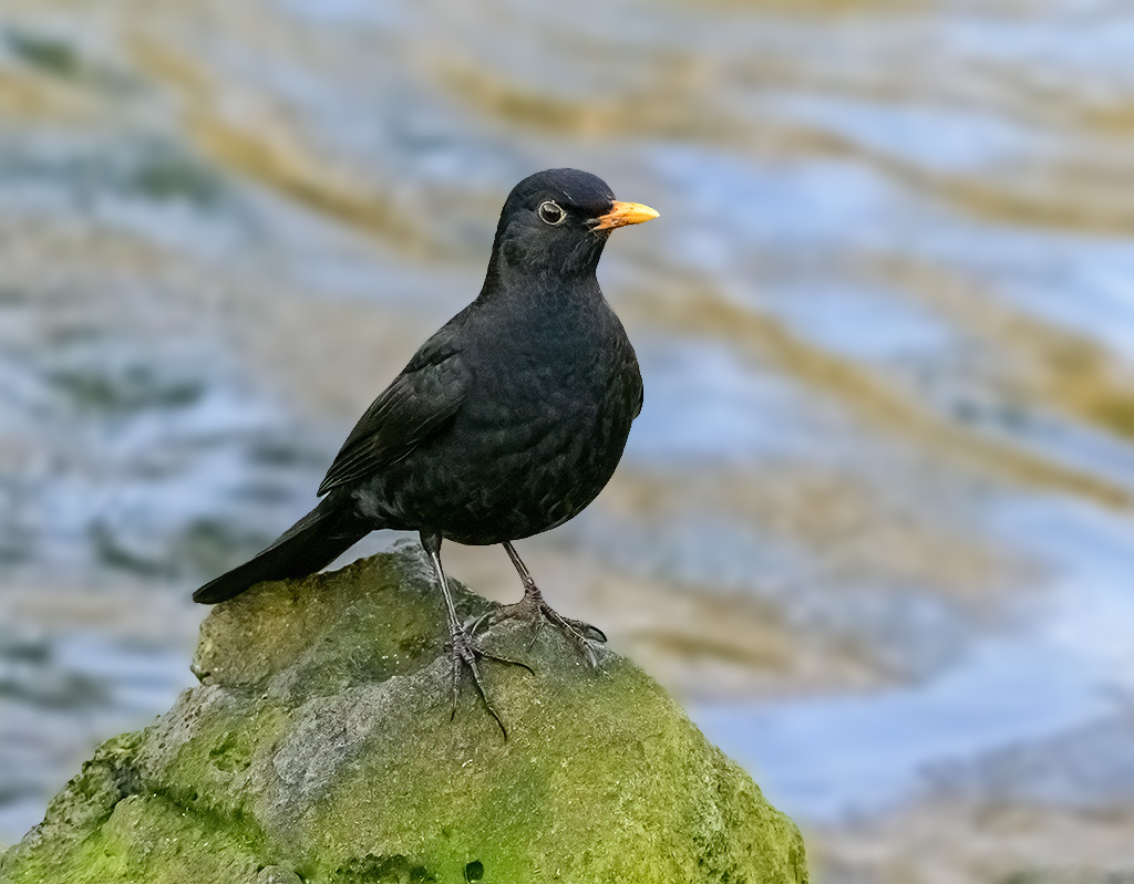 DSC_2842topaz.jpg