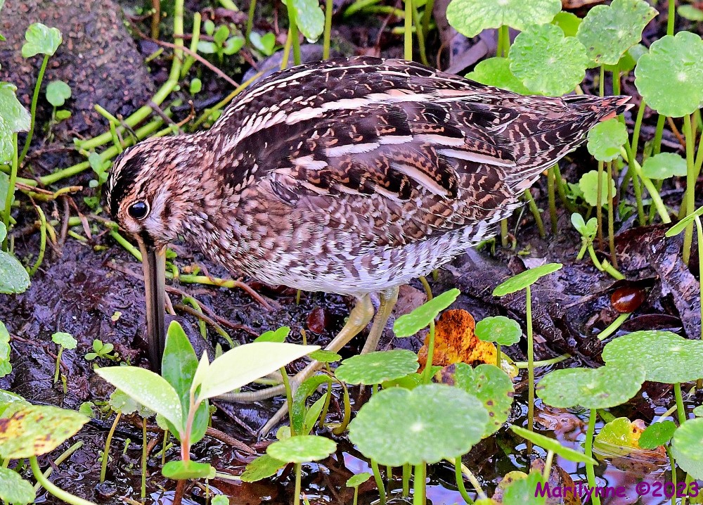 DSC_2844_001.JPG