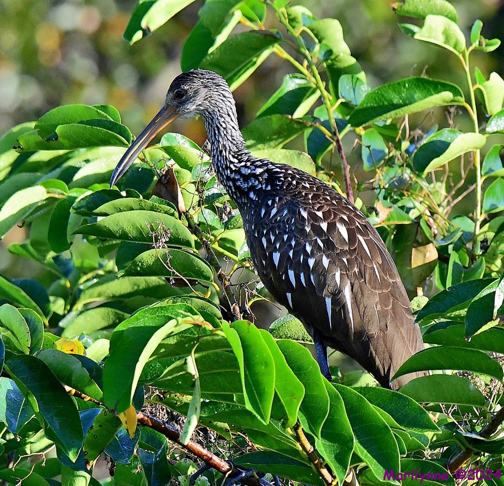 DSC_2844_001.JPG