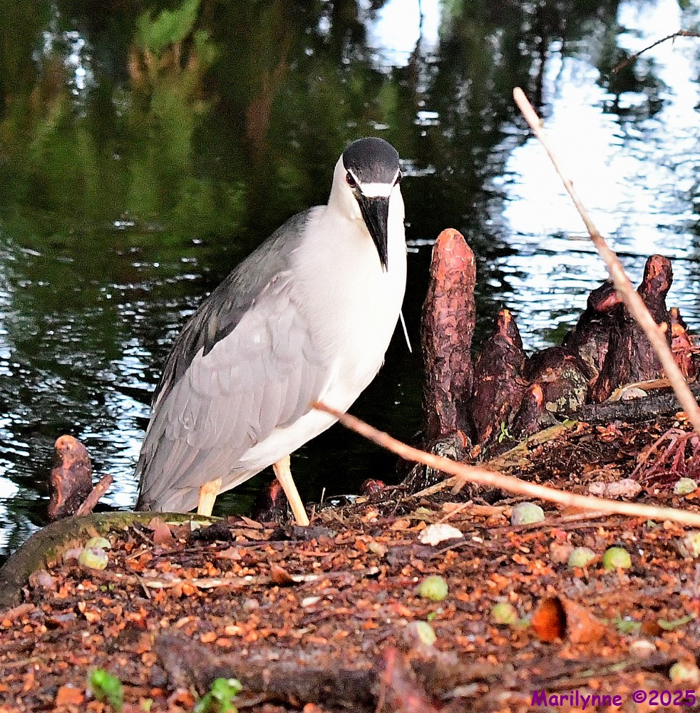 DSC_2845_001.JPG