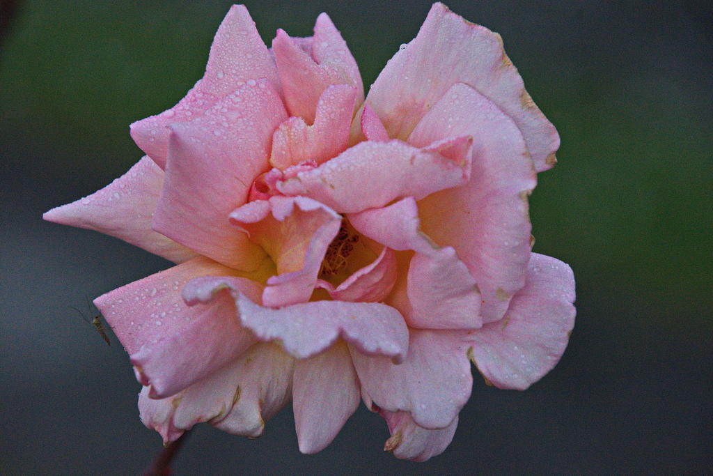 DSC_2846.jpg
