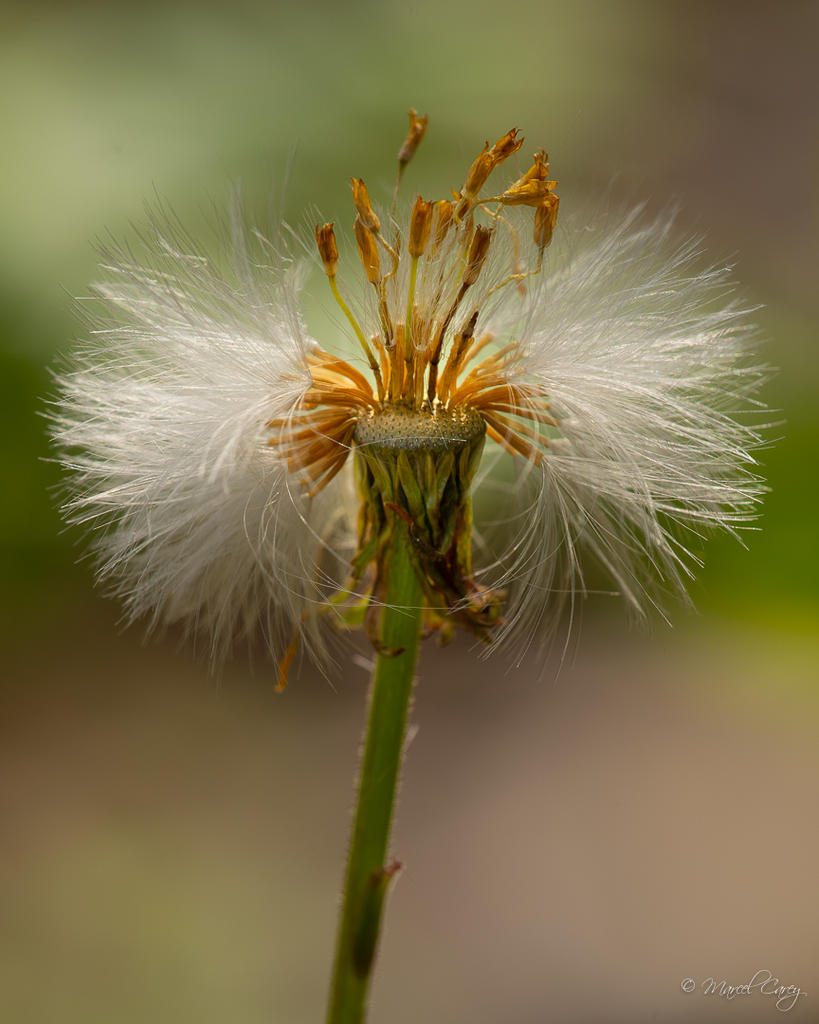 DSC_2848.jpg