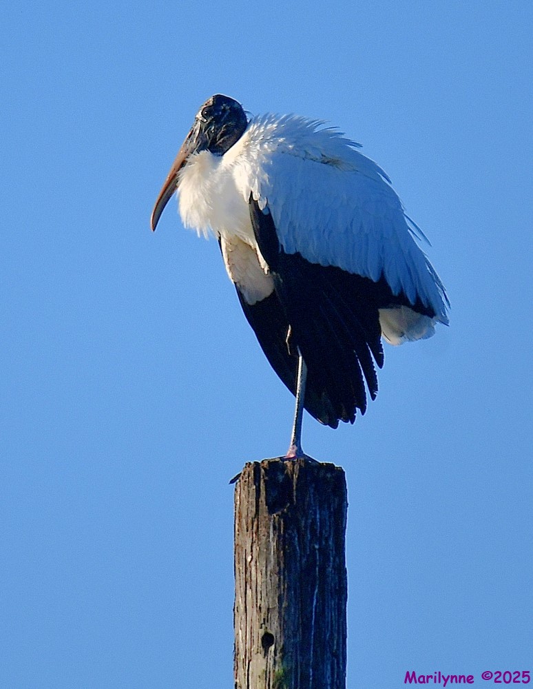 DSC_2848_001.JPG