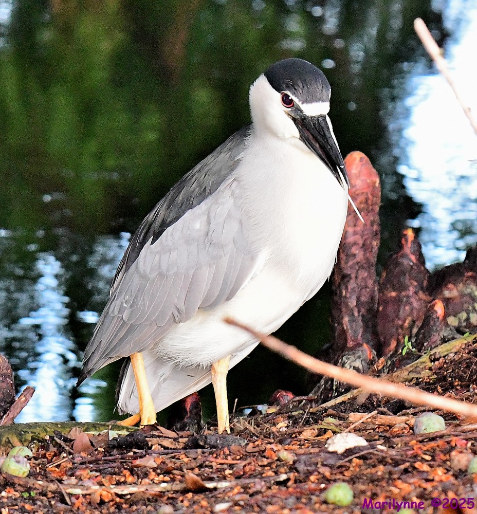 DSC_2848_001.JPG